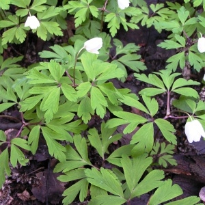 Photographie n°245498 du taxon Anemone nemorosa L. [1753]