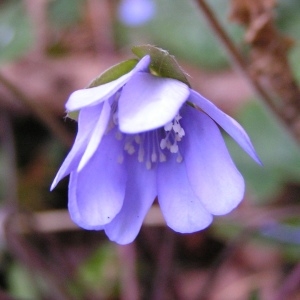 Photographie n°245501 du taxon Anemone hepatica L.