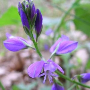 Polygala nicaeensis Risso ex W.D.J.Koch (Polygala de Nice)