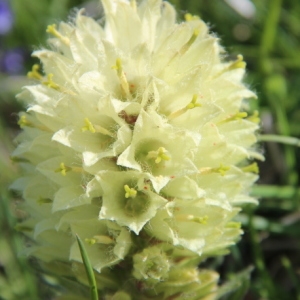 Campanula thyrsoides L. subsp. thyrsoides (Campanule en thyrse)