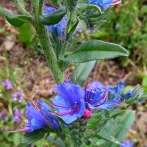 Photographie n°245531 du taxon Echium vulgare L. [1753]