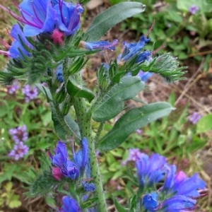 Photographie n°245533 du taxon Echium vulgare L. [1753]