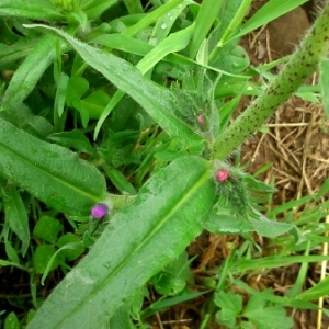 Photographie n°245534 du taxon Echium vulgare L. [1753]