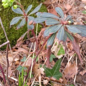 Photographie n°245535 du taxon Euphorbia amygdaloides subsp. amygdaloides