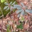  Alain Bigou - Euphorbia amygdaloides subsp. amygdaloides