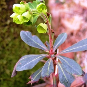 Photographie n°245536 du taxon Euphorbia amygdaloides subsp. amygdaloides