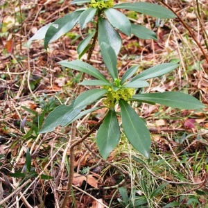 Photographie n°245543 du taxon Daphne laureola subsp. laureola