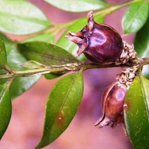 Photographie n°245575 du taxon Buxus sempervirens L.