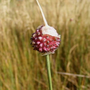 Allium parviflorum Desv. (Ail des vignes)