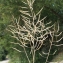  Liliane Roubaudi - Brassica napus var. oleifera (Moench) Delile