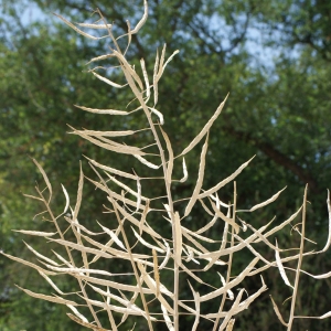 Photographie n°245606 du taxon Brassica napus var. oleifera (Moench) Delile
