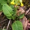  Alain Bigou - Primula veris var. columnae (Ten.) B.Bock [2013]