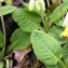  Alain Bigou - Primula veris var. columnae (Ten.) B.Bock [2013]