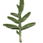  Liliane Roubaudi - Diplotaxis tenuifolia (L.) DC. [1821]