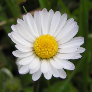  - Bellis perennis var. perennis