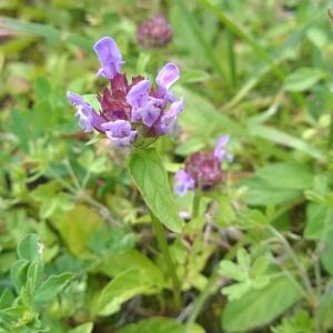 Photographie n°245623 du taxon Prunella vulgaris L. [1753]