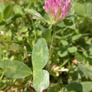 Photographie n°245625 du taxon Trifolium pratense L. [1753]