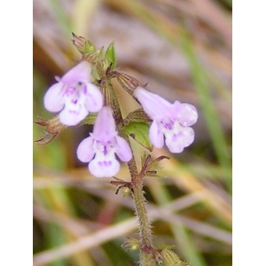 Clinopodium nepeta (L.) Kuntze subsp. nepeta