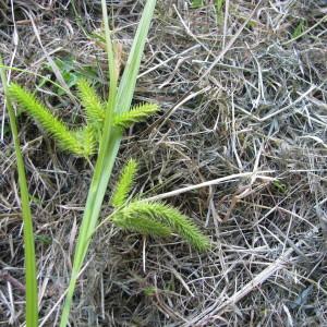Photographie n°245652 du taxon Carex pseudocyperus L. [1753]