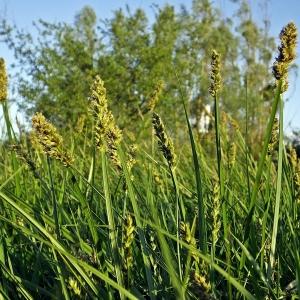 Photographie n°245661 du taxon Carex otrubae Podp. [1922]