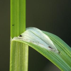 Photographie n°245664 du taxon Carex otrubae Podp. [1922]