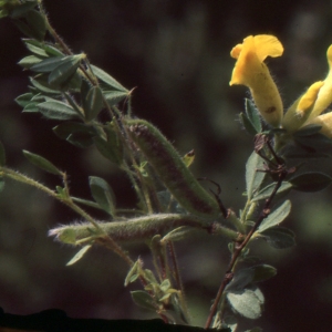 Photographie n°245673 du taxon Chamaecytisus hirsutus Cristof. [1974]