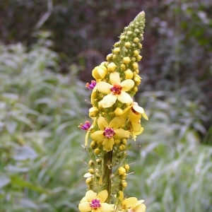 Verbascum nigrum L. subsp. nigrum