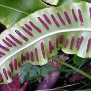 Photographie n°245691 du taxon Asplenium scolopendrium subsp. scolopendrium