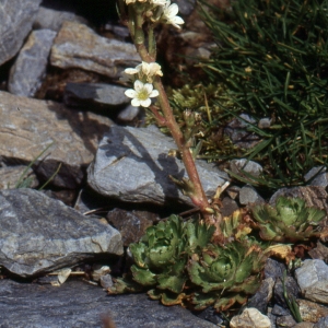 Photographie n°245720 du taxon Saxifraga aquatica Lapeyr. [1801]