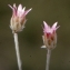  Liliane Roubaudi - Xeranthemum inapertum (L.) Mill. [1768]