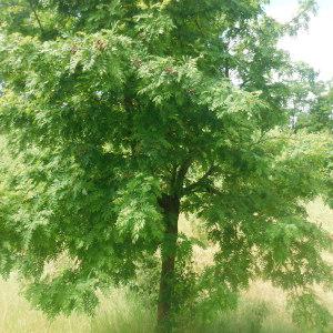 Photographie n°245736 du taxon Sorbus domestica L. [1753]