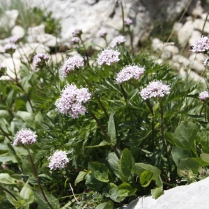 Photographie n°245750 du taxon Valeriana montana L. [1753]