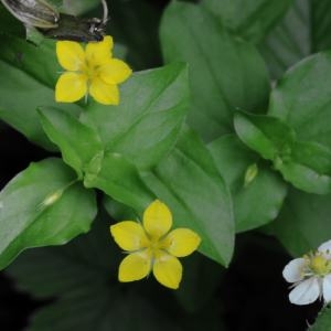 Photographie n°245754 du taxon Lysimachia nemorum L. [1753]