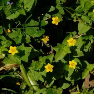 Photographie n°245755 du taxon Lysimachia nemorum L. [1753]