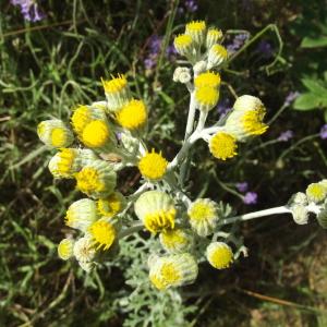 Photographie n°245797 du taxon Senecio cineraria DC. [1838]