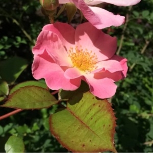 Rosa abstenta Déségl. (Églantier de Pouzin)