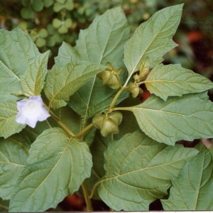 Photographie n°245863 du taxon Nicandra physalodes (L.) Gaertn. [1791]