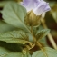  Liliane Roubaudi - Nicandra physalodes (L.) Gaertn. [1791]