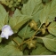  Liliane Roubaudi - Nicandra physalodes (L.) Gaertn. [1791]