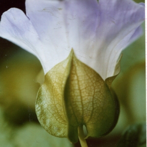 Physalis spectabilis Salisb. (Nicandre faux coqueret)