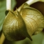  Liliane Roubaudi - Nicandra physalodes (L.) Gaertn. [1791]