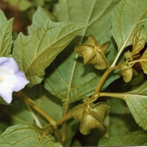 Photographie n°245868 du taxon Nicandra physalodes (L.) Gaertn. [1791]