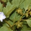  Liliane Roubaudi - Nicandra physalodes (L.) Gaertn. [1791]