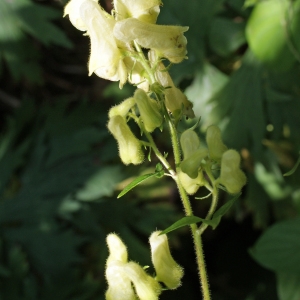 Photographie n°245887 du taxon Aconitum lycoctonum L. [1753]