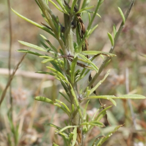Photographie n°245893 du taxon Anarrhinum bellidifolium (L.) Willd. [1800]