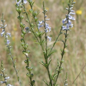 Photographie n°245895 du taxon Anarrhinum bellidifolium (L.) Willd. [1800]