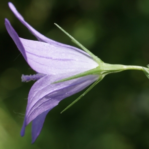 Photographie n°245900 du taxon Campanula patula L. [1753]