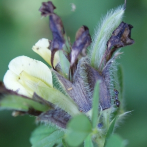 Photographie n°245915 du taxon Chamaecytisus hirsutus Cristof. [1974]