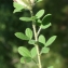  Liliane Roubaudi - Chamaecytisus hirsutus Cristof. [1974]