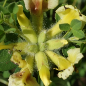 Photographie n°245925 du taxon Chamaecytisus hirsutus Cristof. [1974]